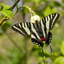 Zebra swallowtail
